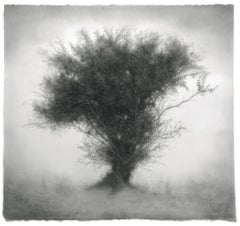 Starlet (Contemporary Greyscale Charcoal Drawing of Single Tree on Cotton Paper)