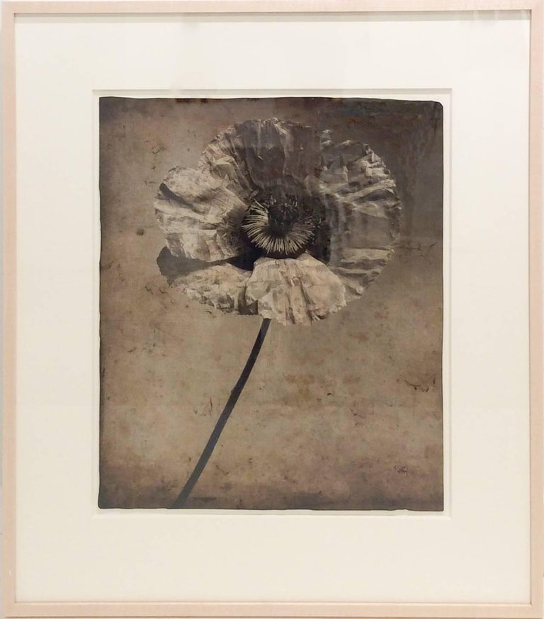 Poppy Flower #4 (Modern, Sepia Toned Photograph with Mixed Media) - Brown Black and White Photograph by David Seiler