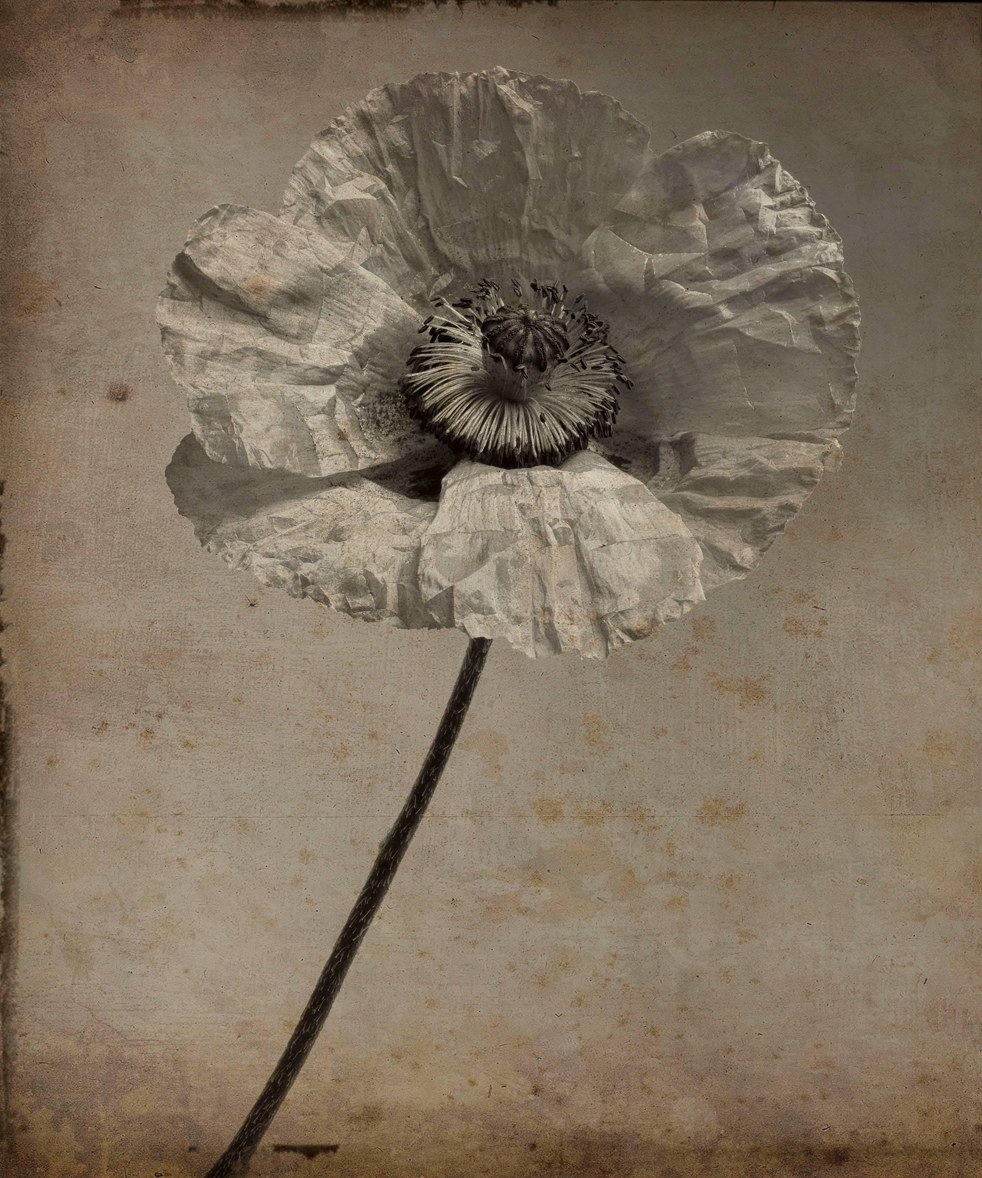 Poppy Flower #4 (Modern, Sepia Toned Photograph with Mixed Media)