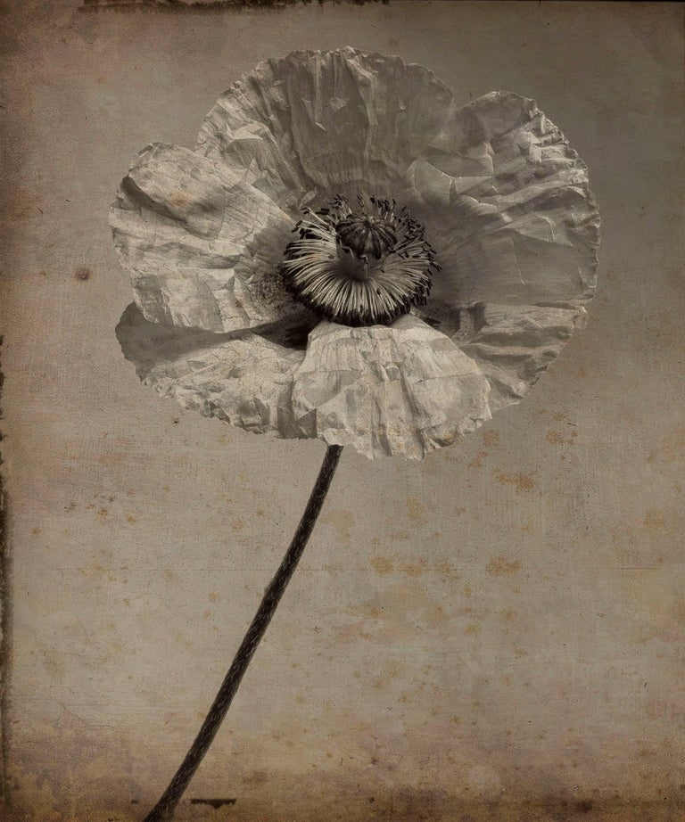 David Seiler Black and White Photograph - Poppy Flower #4 (Modern, Sepia Toned Photograph with Mixed Media)