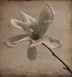 Magnolia gris (Photographie sépia ancienne dans les tons gris avec supports mixtes d'une seule fleur)