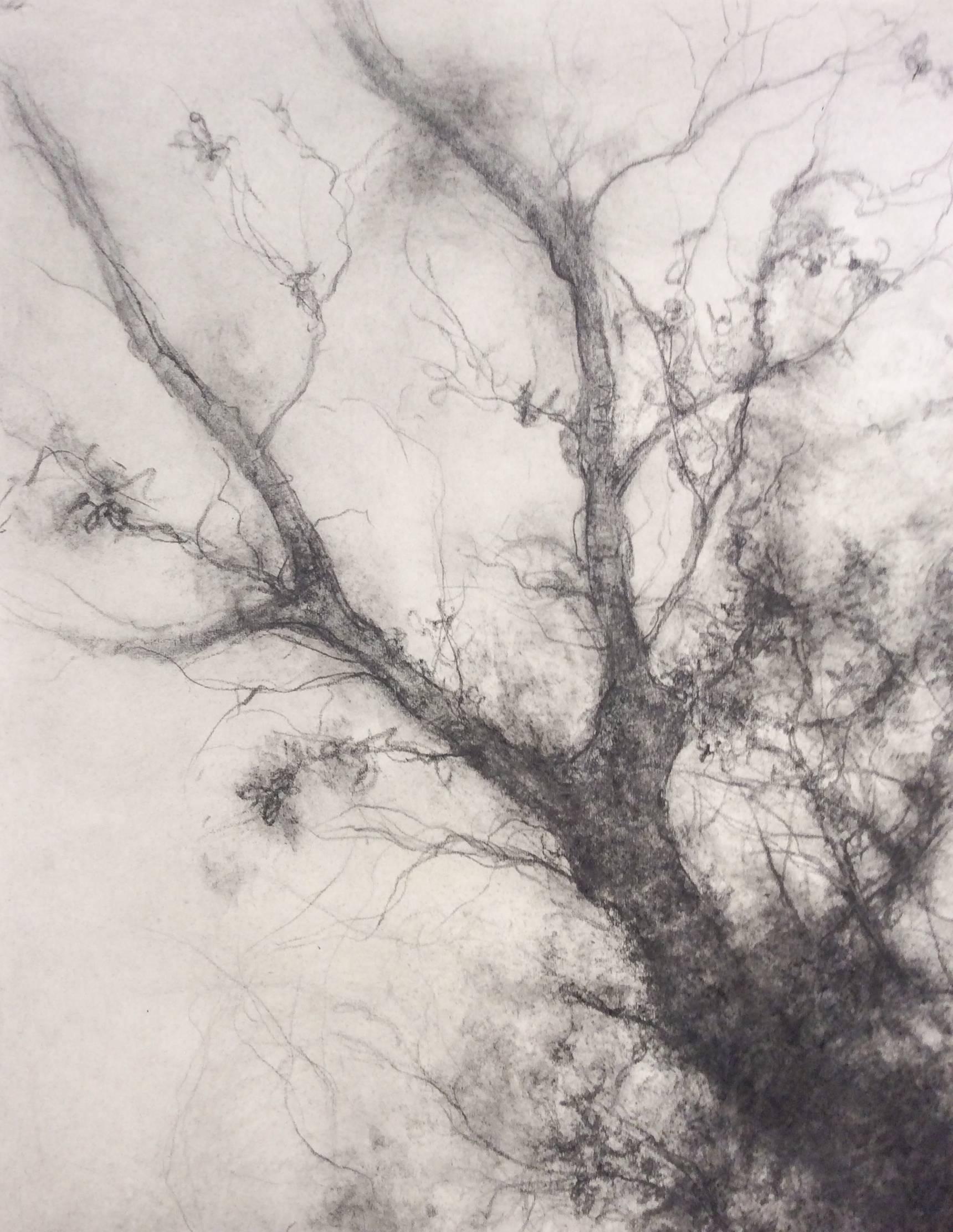 Étude d'arbre (D'un paysage au fusain noir et blanc dessiné sur papier)  - Art de Sue Bryan