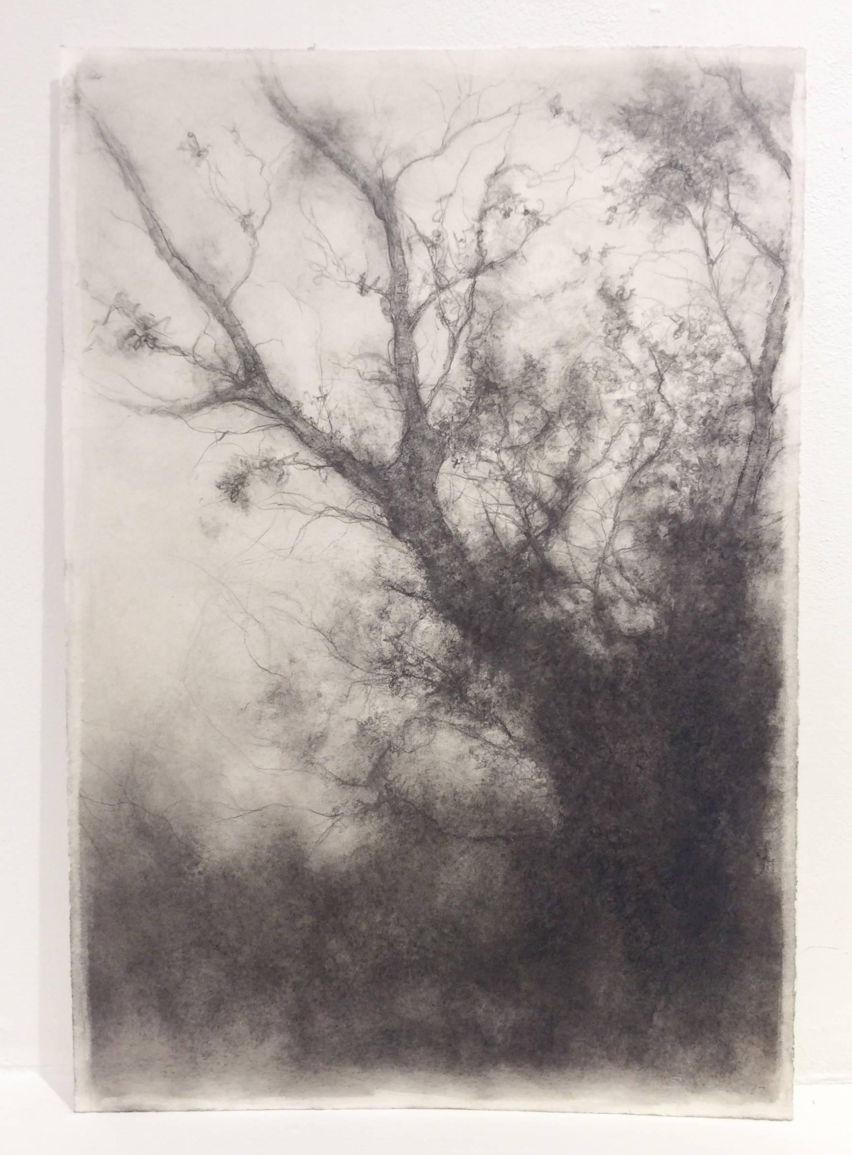 Étude d'arbre (D'un paysage au fusain noir et blanc dessiné sur papier)  - Moderne Art par Sue Bryan