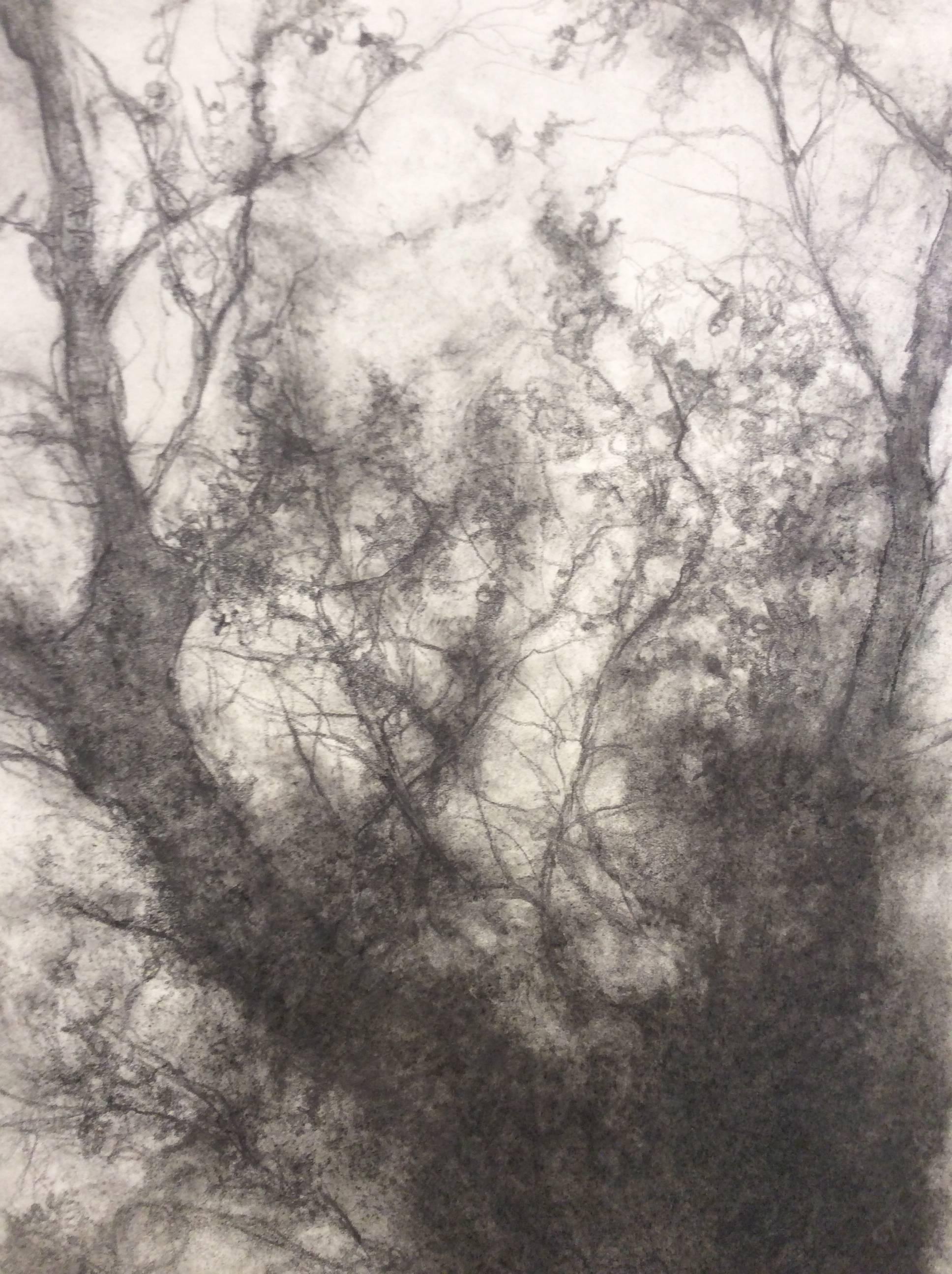 Étude d'arbre (D'un paysage au fusain noir et blanc dessiné sur papier)  - Gris Landscape Art par Sue Bryan