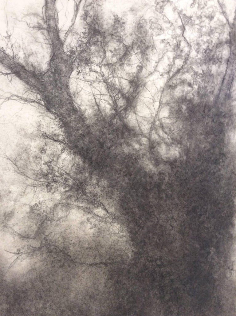 black and white landscape drawing on paper of a whimsical tree in a wooded forest 
charcoal and carbon on Arches cotton paper 
16.5 x 11.25 inches unframed

This contemporary charcoal drawing on Arches cotton paper was completed in 2017 by Sue