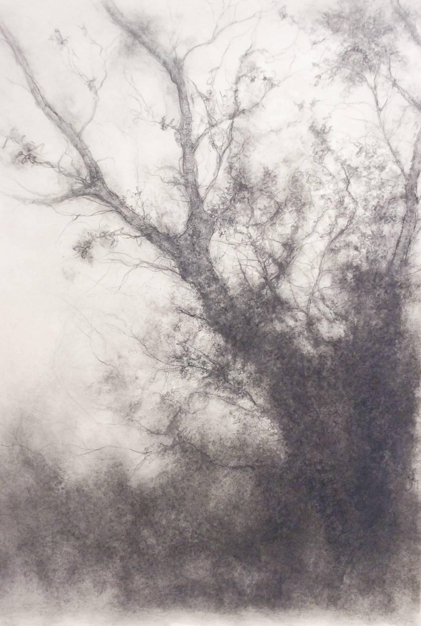 Tree Study (Black and White Charcoal Landscape Drawing on Paper) 