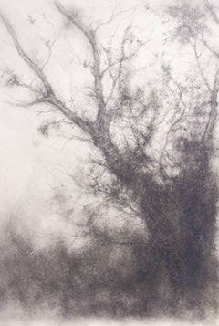 Tree Study (Black and White Charcoal Landscape Drawing on Paper)
