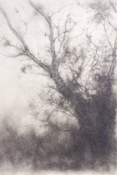 Étude d'arbre (D'un paysage au fusain noir et blanc dessiné sur papier) 