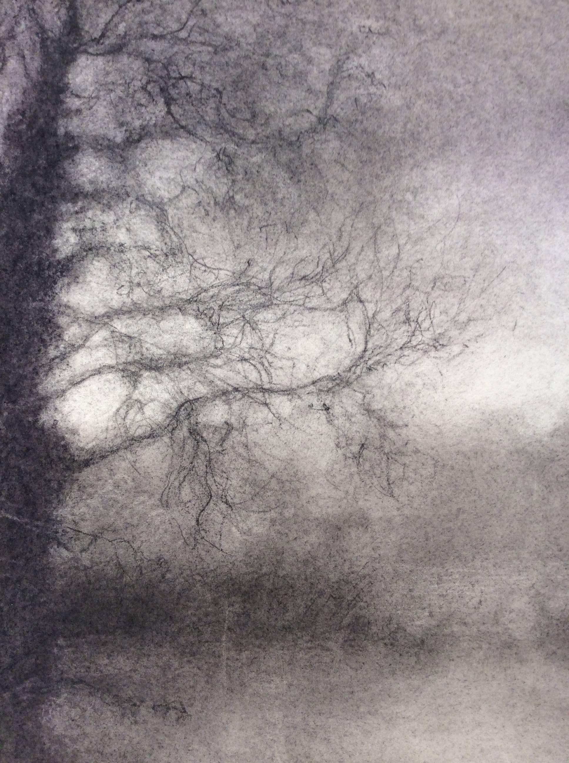 Winter Tree 4 (Black & White Realistic Landscape Charcoal Drawing on Paper) - Modern Art by Sue Bryan