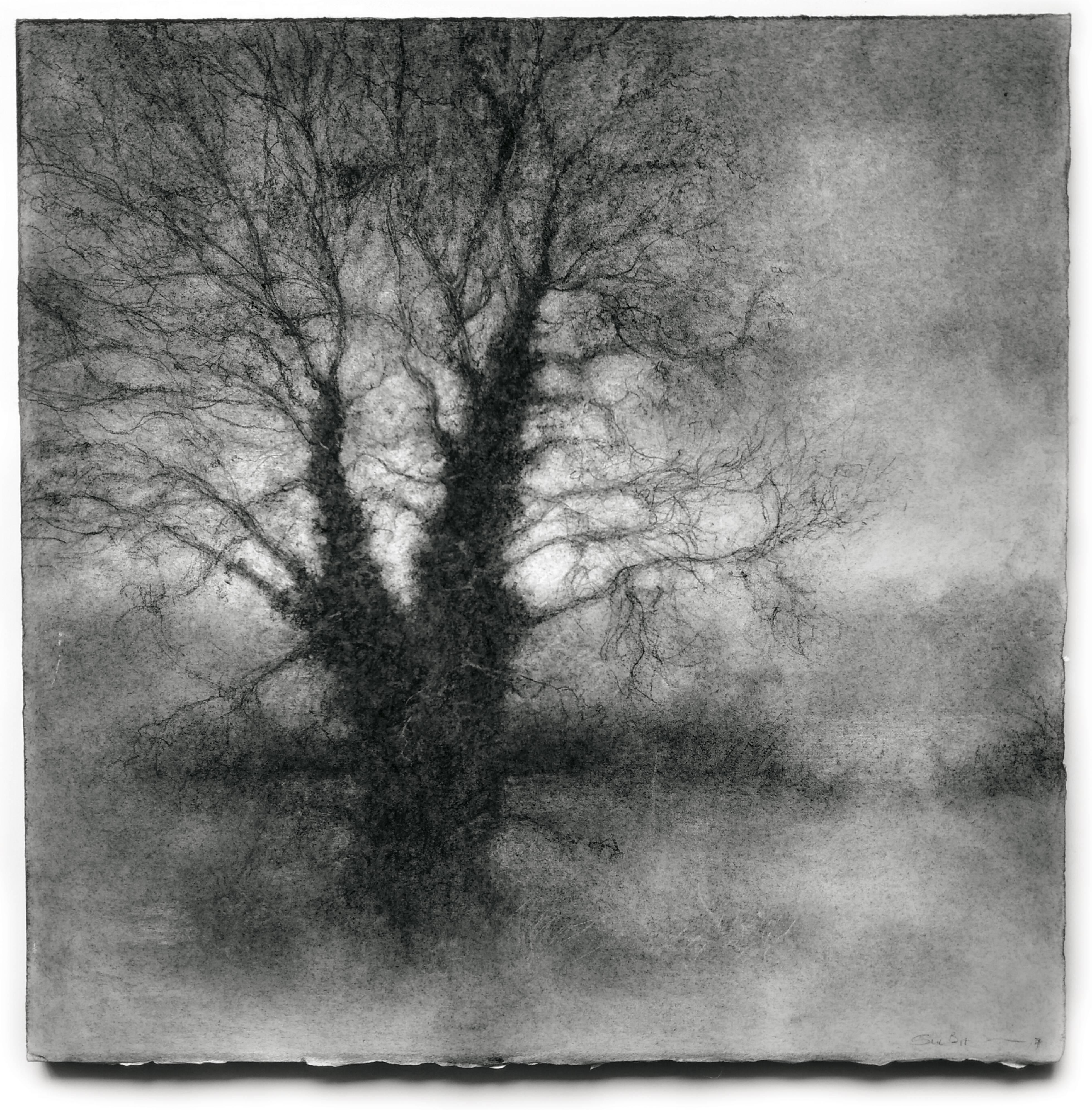 Winter Tree 4 (Black & White Realistic Landscape Charcoal Drawing on Paper)