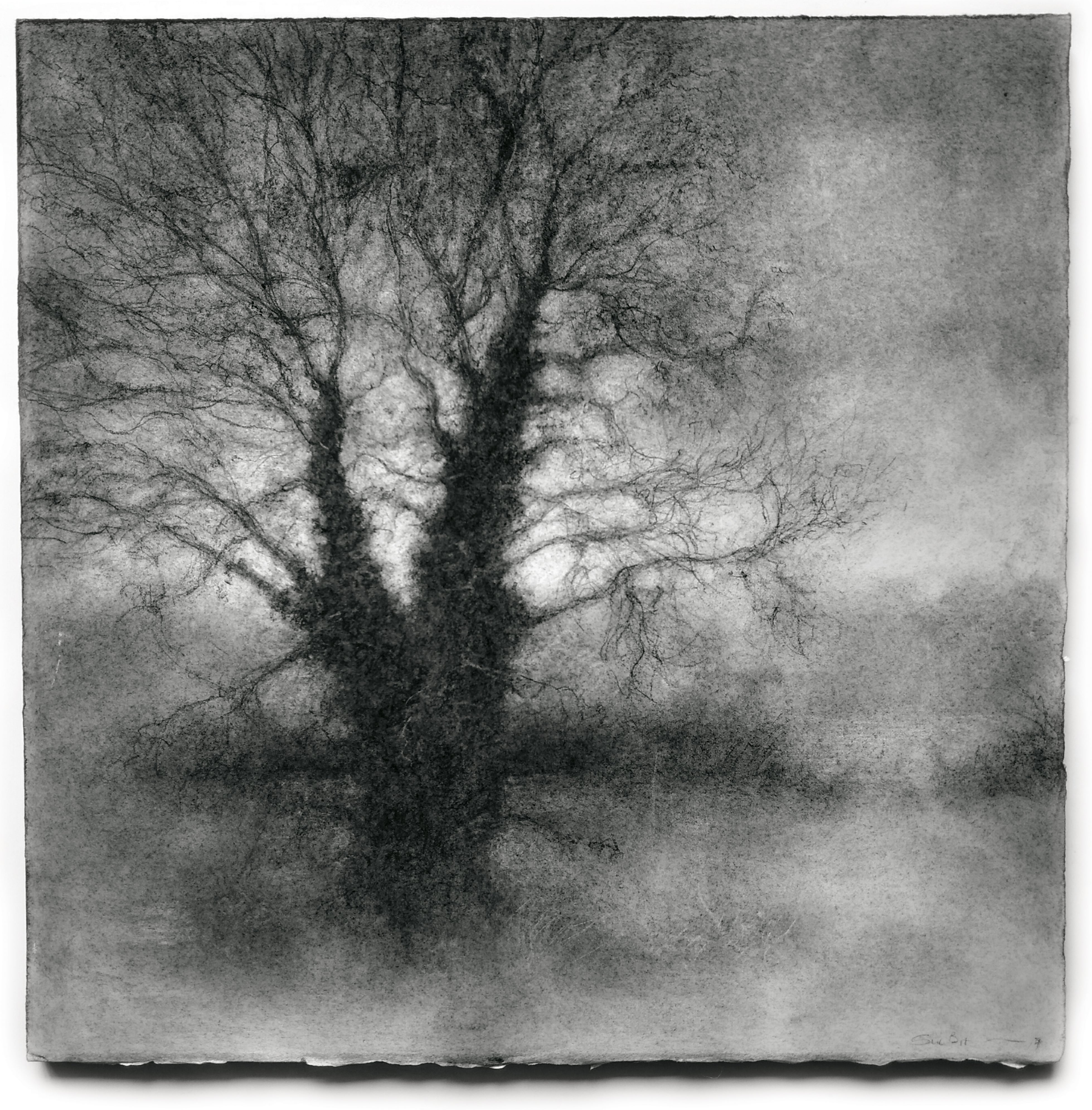 Sue Bryan Kernel (Realist Black and White Charcoal Drawing of Large