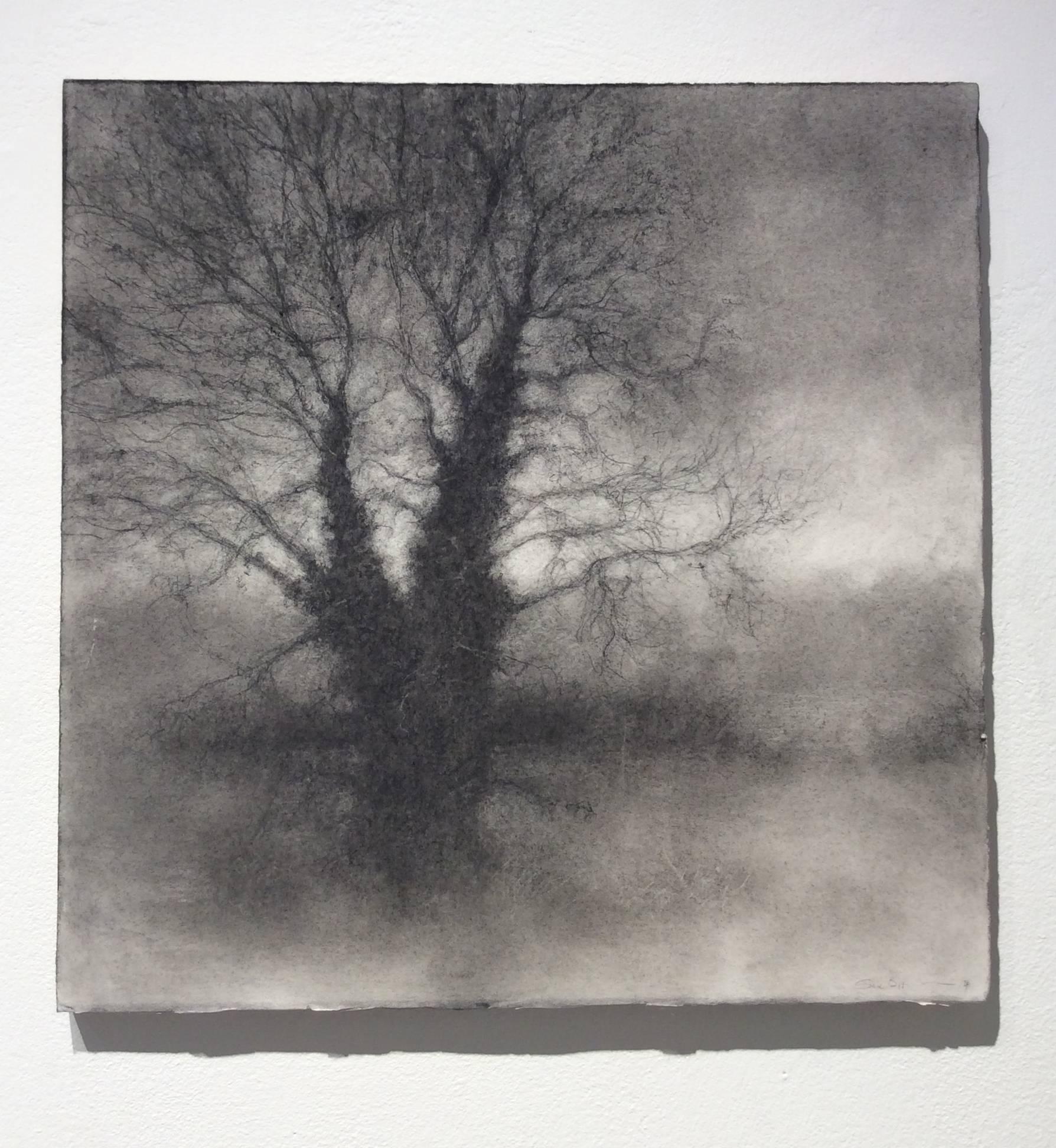 Winter Tree 4 (Black & White Realistic Landscape Charcoal Drawing on Paper) - Art by Sue Bryan