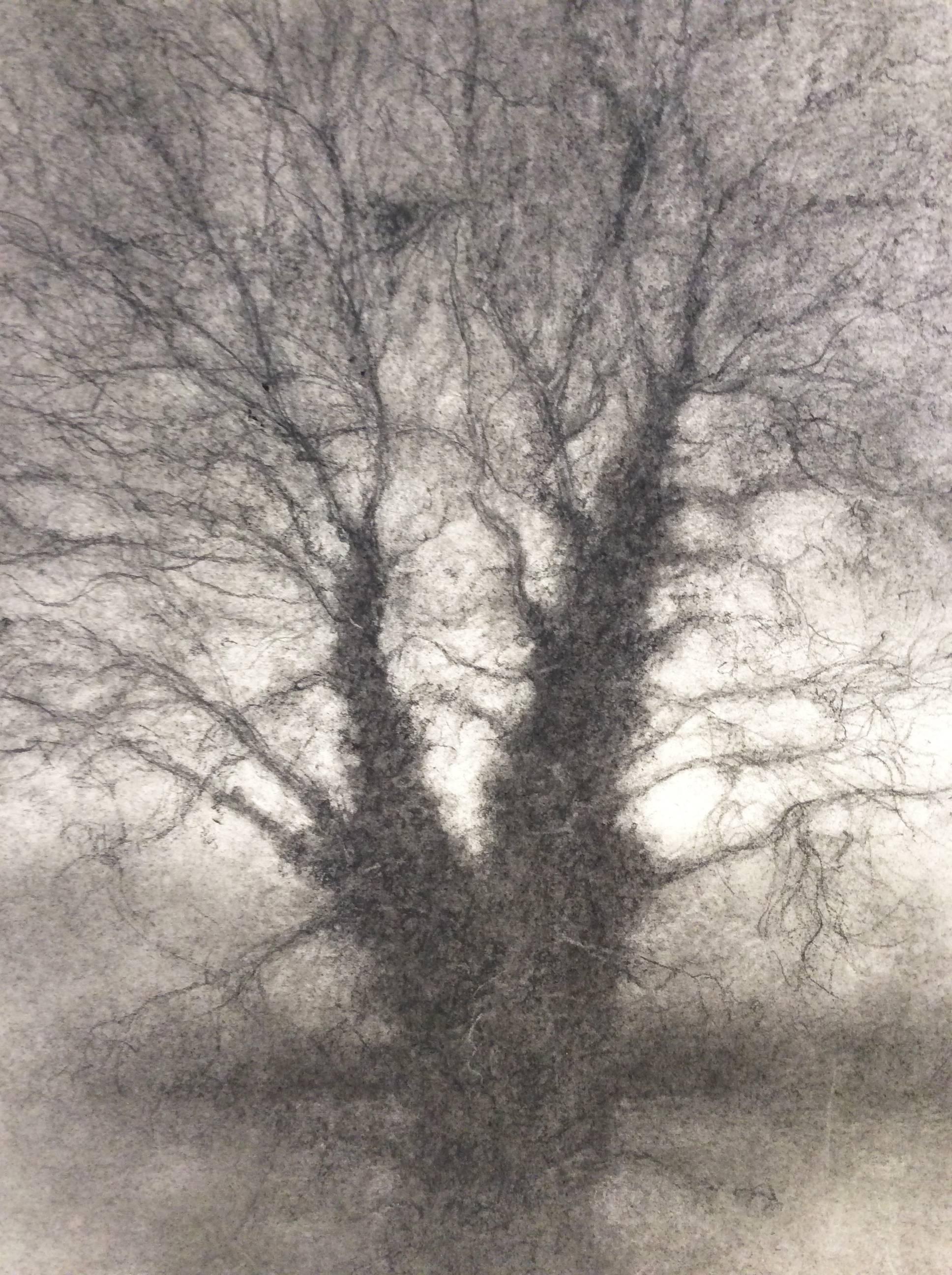 charcoal drawings of trees