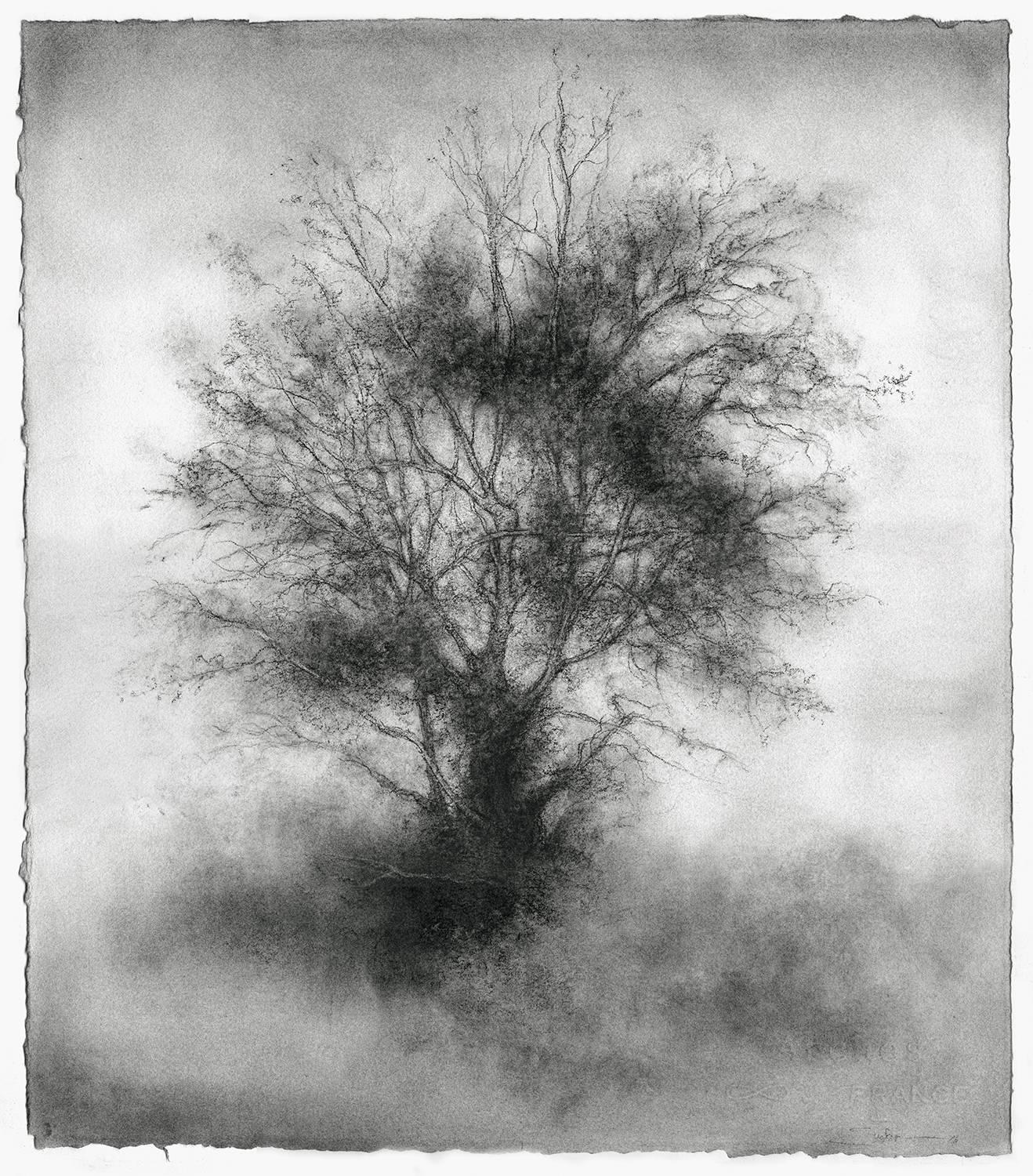 Sue Bryan Landscape Art - Greenhorn (Black & White Whimsical Tree Landscape Charcoal Drawing on Paper)