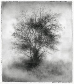 Greenhorn (Black & White Whimsical Tree Landscape Charcoal Drawing on Paper)
