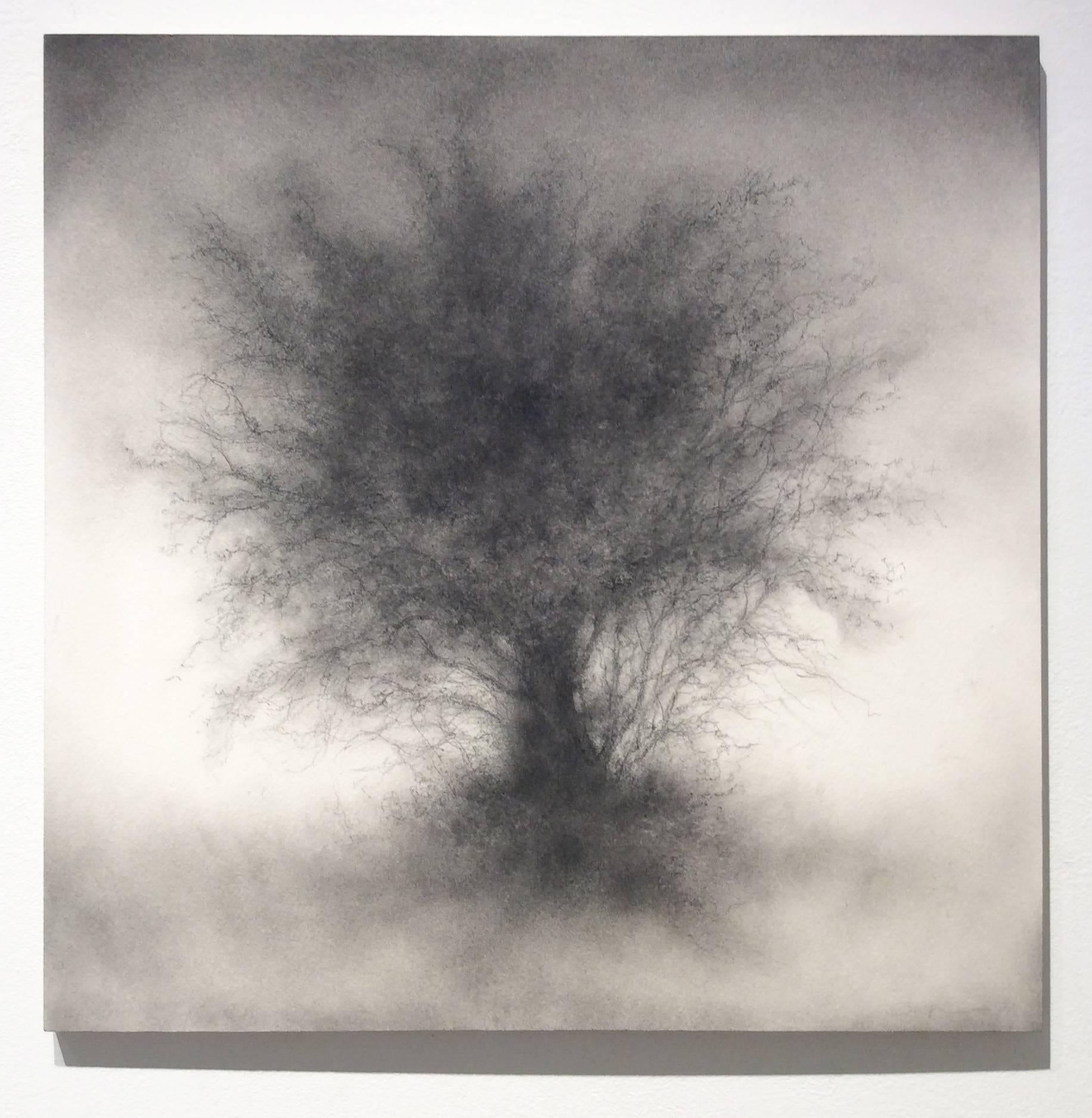 Whippersnapper (Realistic Charcoal Landscape Drawing on Panel of a Large Tree) 1