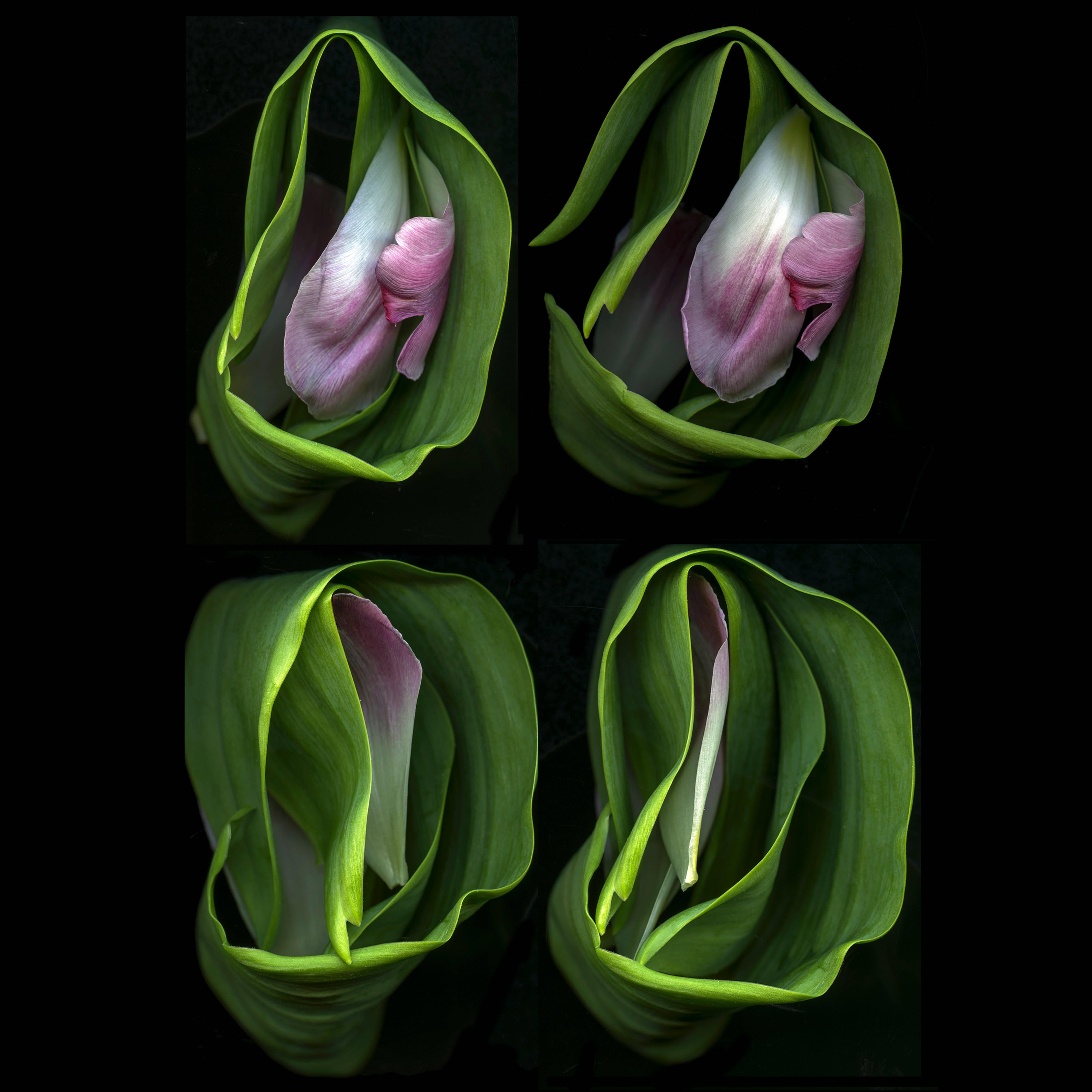 Tulip Wraps (Modern Floral Still Life Photo of Pink & Green Tulip Flowers)
