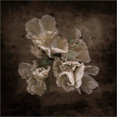 Flower with Gray Background (Black and White Floral Still Life Photograph)