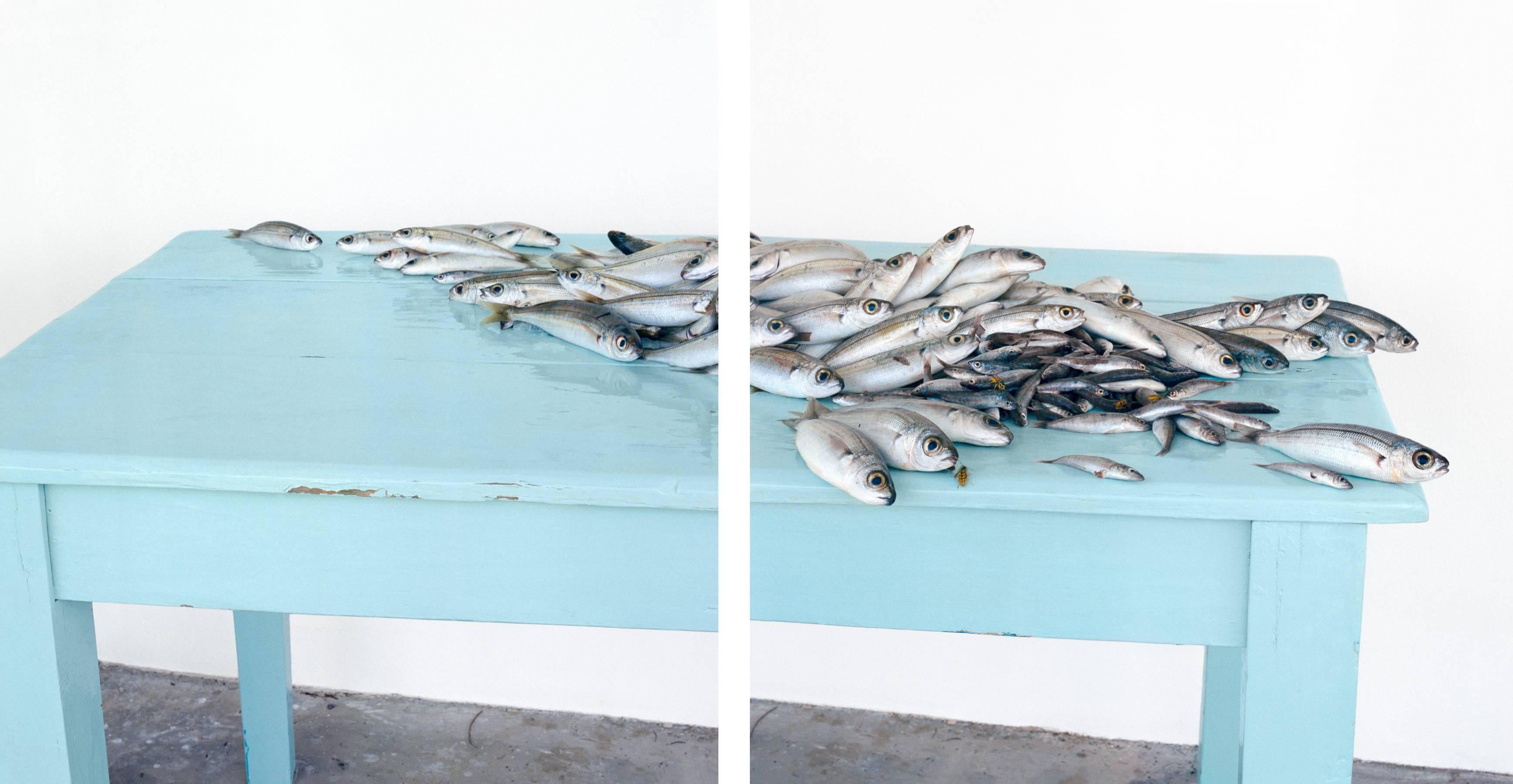 David Halliday Still-Life Photograph - Fish on Blue (Still Life of Silver Fish on Farm Table)