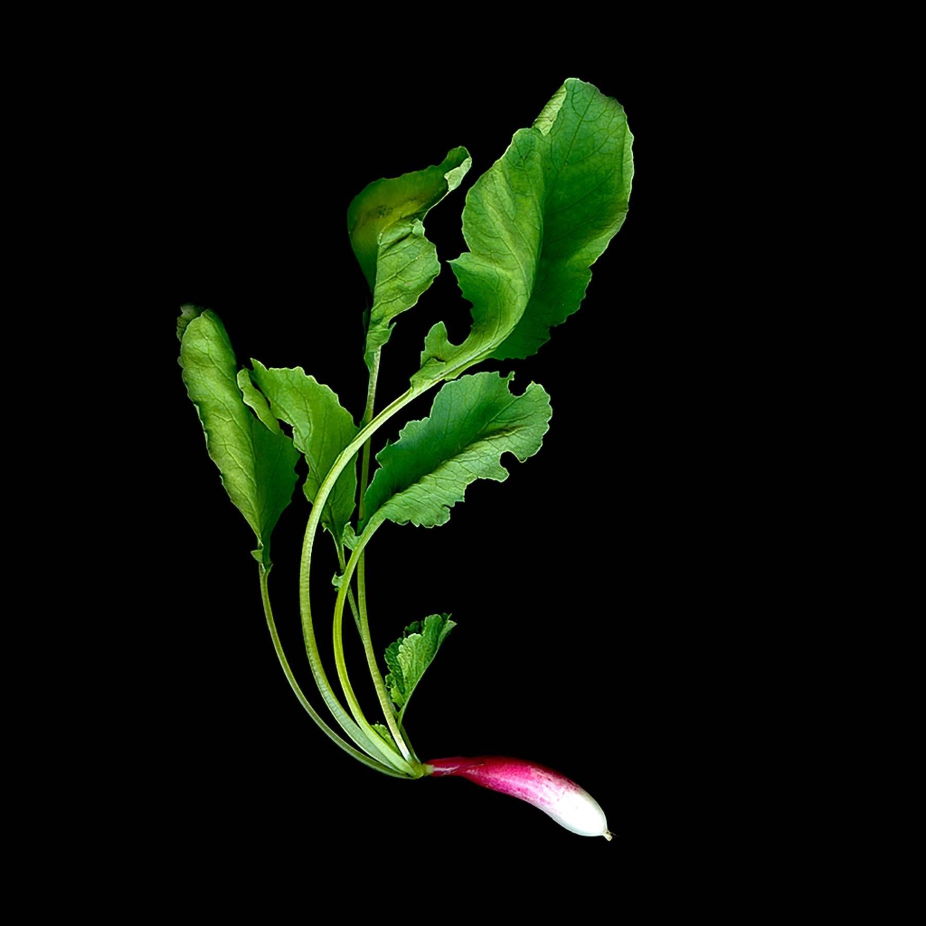 Jerry Freedner Still-Life Photograph - Radish (Vegetable Still Life Photograph, Pink & Green Radish on Black)