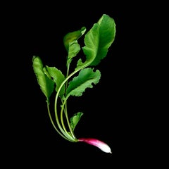 Radish (Vegetable Still Life Photograph, Pink & Green Radish on Black)
