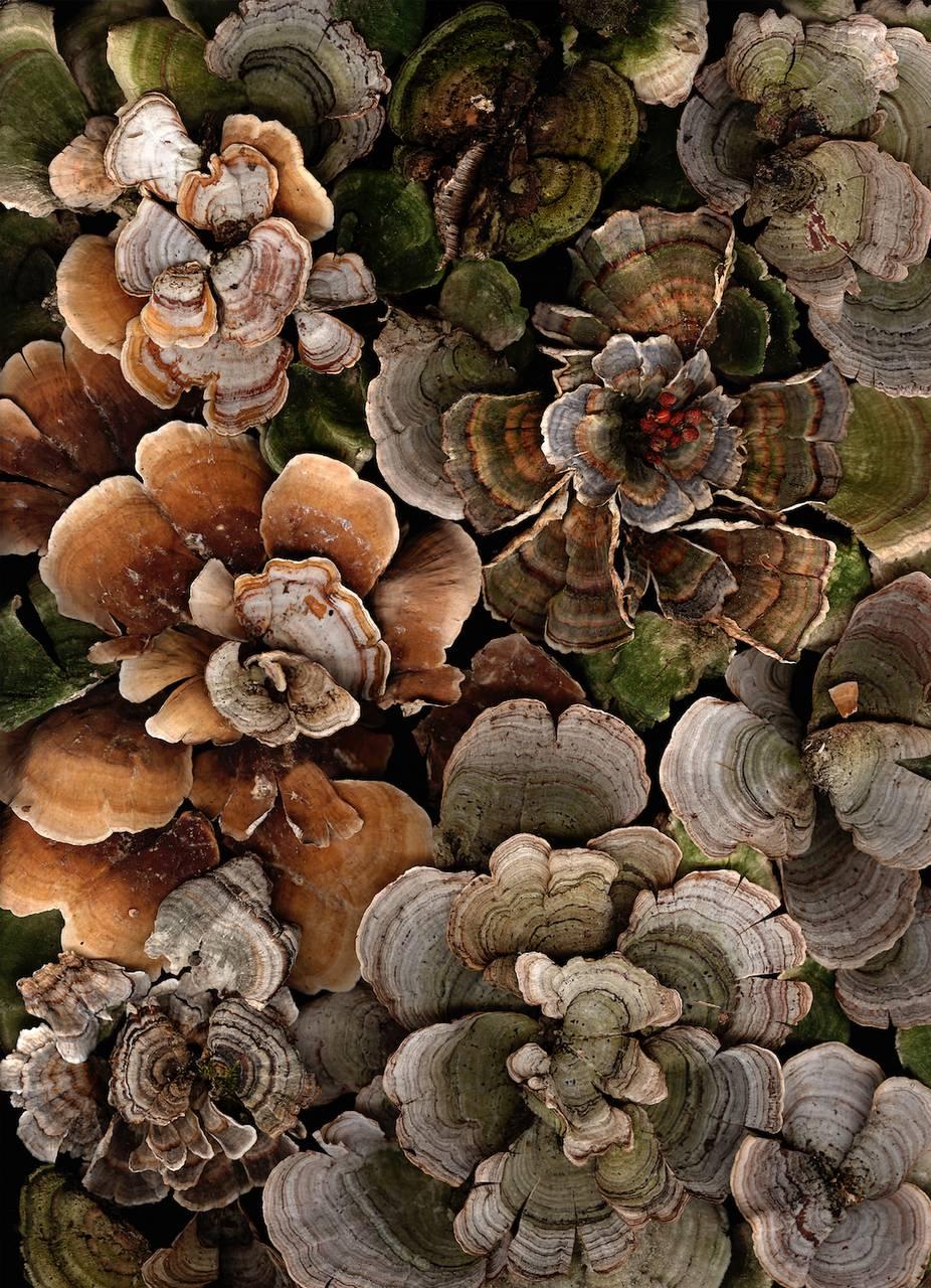 Arranged Turkey Tails (Contemporary Still Life Photograph of Earth Toned Moss)