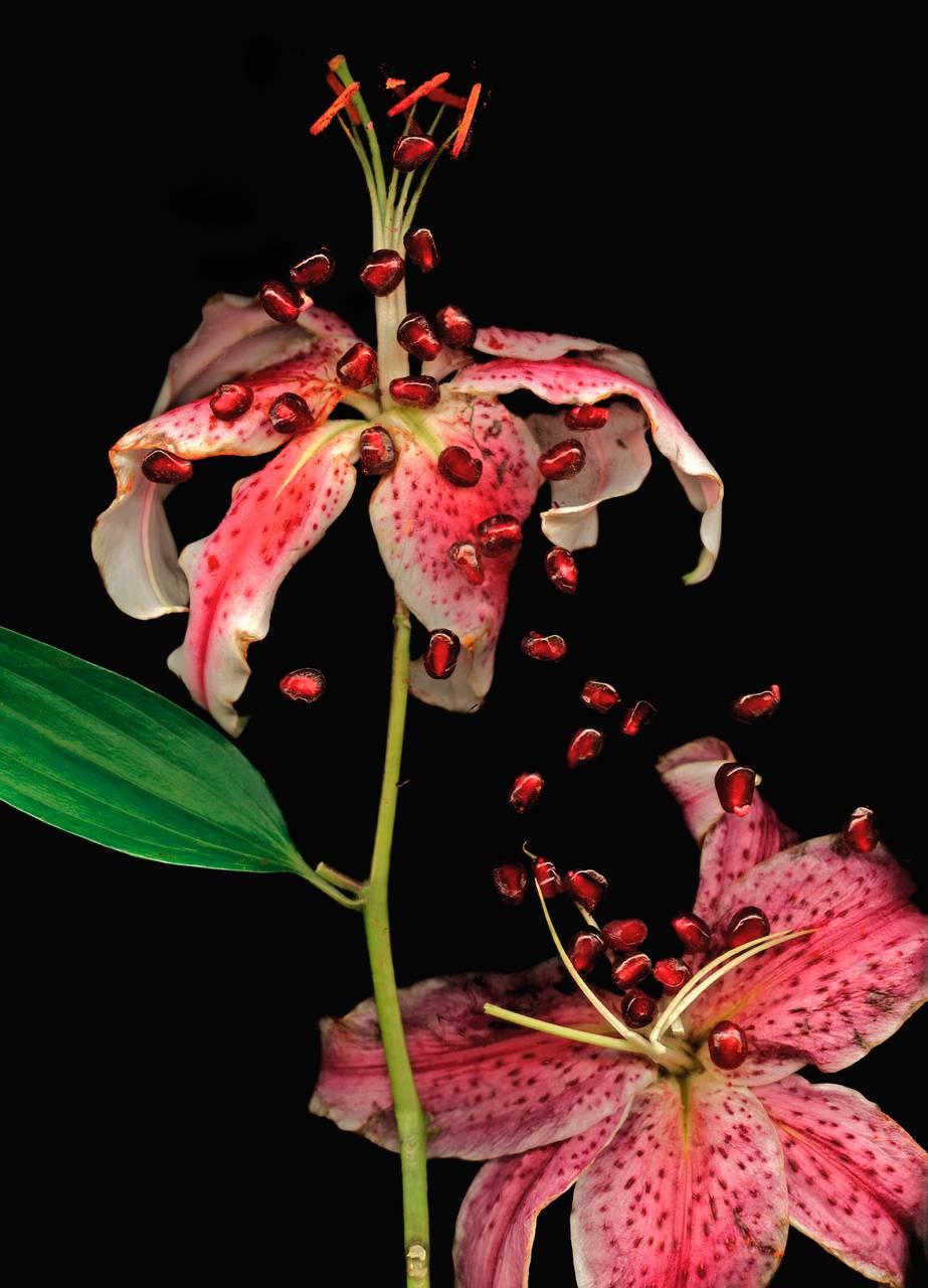 Lisa A. Frank Color Photograph – Day Lily and Pomegranate Seeds (Modern Digital Print of Pink Flower Stillleben)
