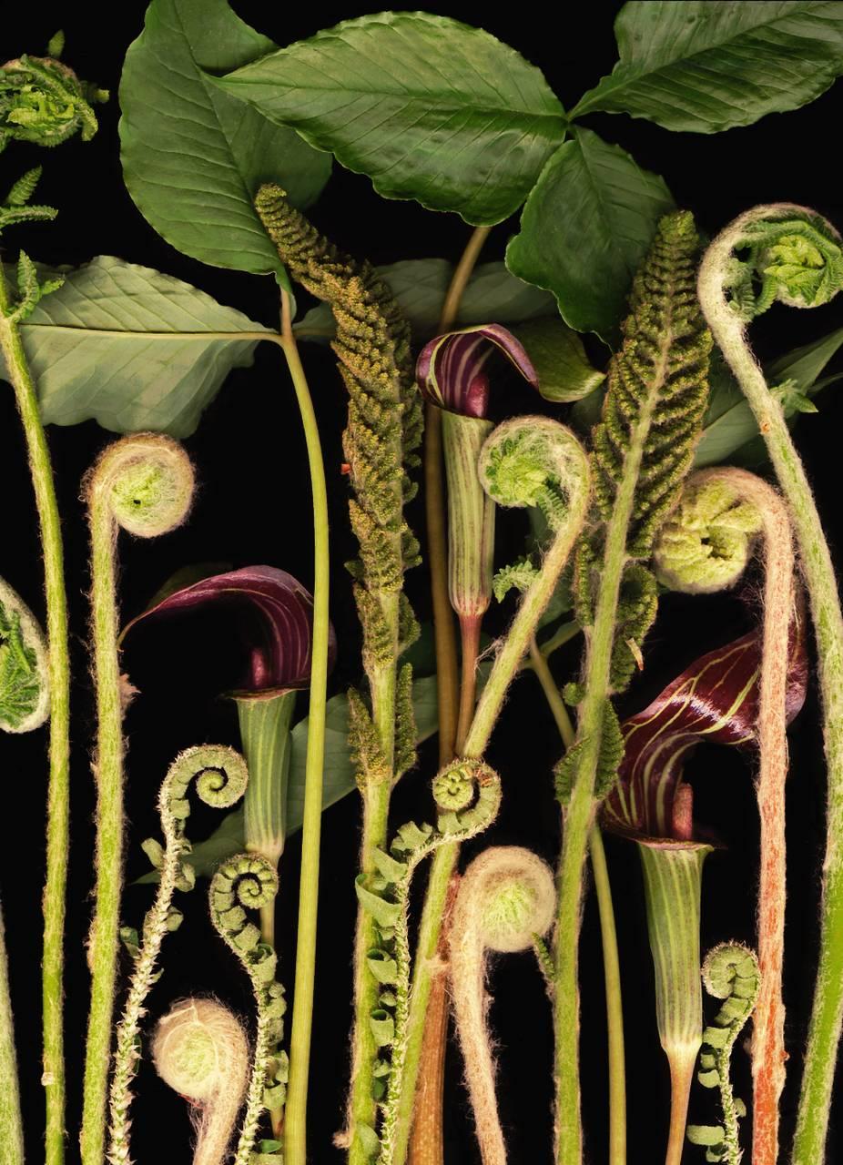 Lisa A. Frank Color Photograph – Woodland Night (Modern-Stilllebenfotografie, Grüne Pflanzen auf schwarzem Hintergrund)