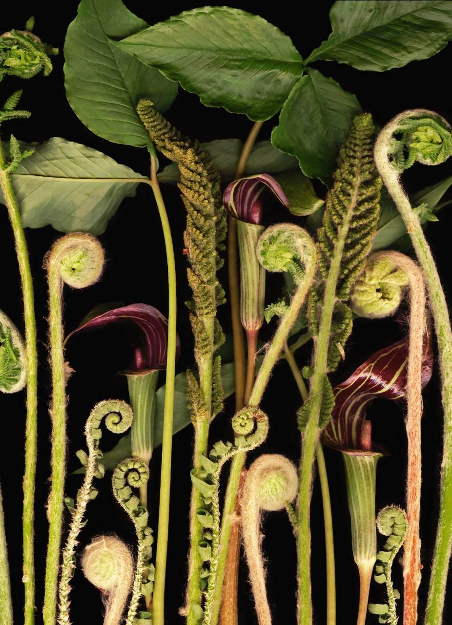 Color Photograph Lisa A. Frank - Woodland Night (Modern Still Life Photograph, Green Plants on Black Background)