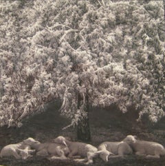 Winter Lambs (Black and White Photograph of White Lambs in a Landscape)