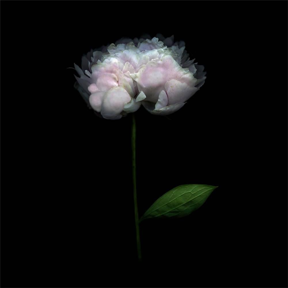 Peony 064 (Modern Floral Still Life Photograph of Light Pink Flower on Black)