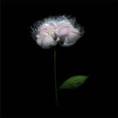 Peony 064 (Framed Floral Still Life Photograph of Light Pink Flower on Black)