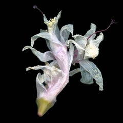 Christmas Cactus 1 (Floral Still Life Photograph of Pastel Pink Flower on Black)