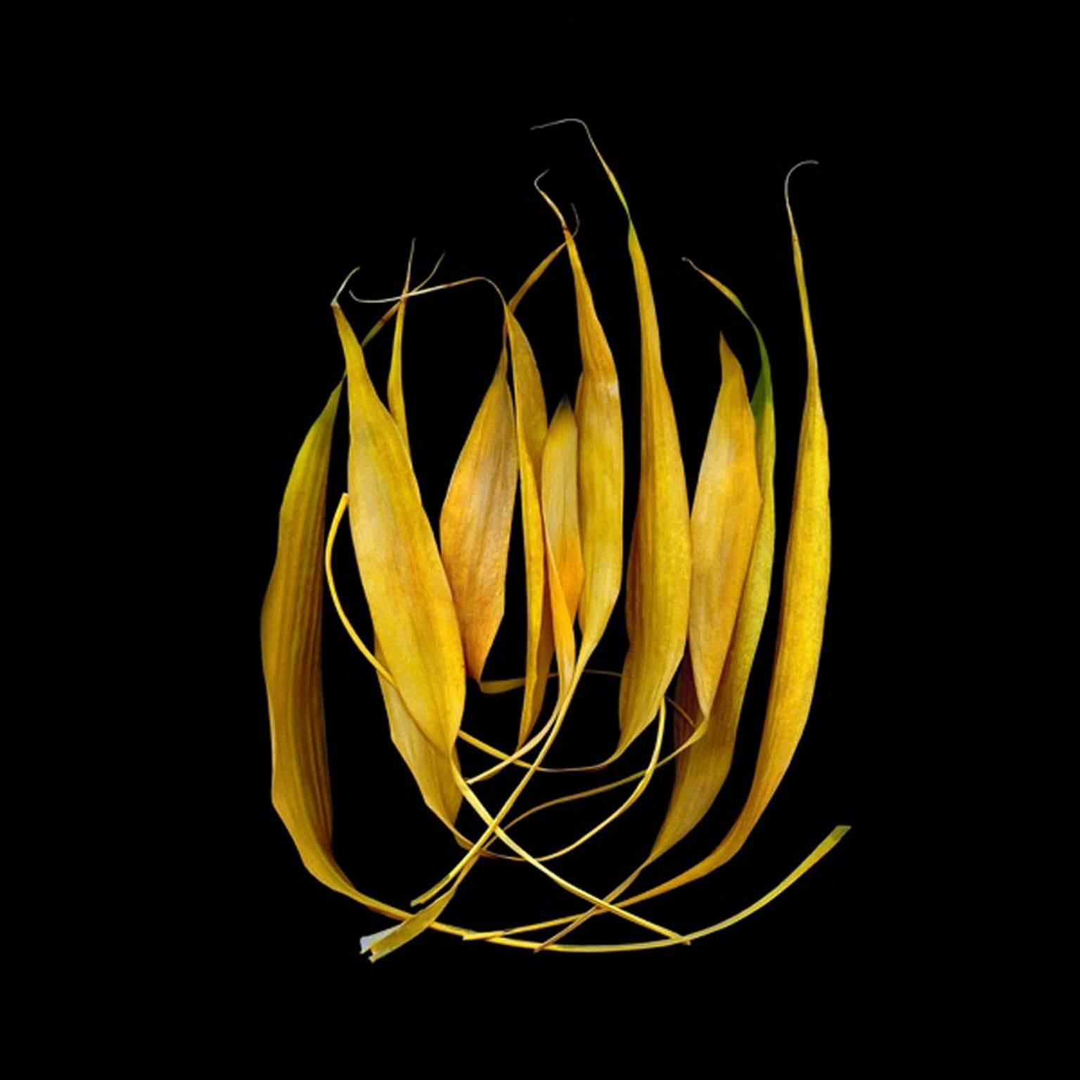 Jerry Freedner Color Photograph - Bamboo 28 (Modern Still Life Photo of Bright Yellow Bamboo on Black Background)
