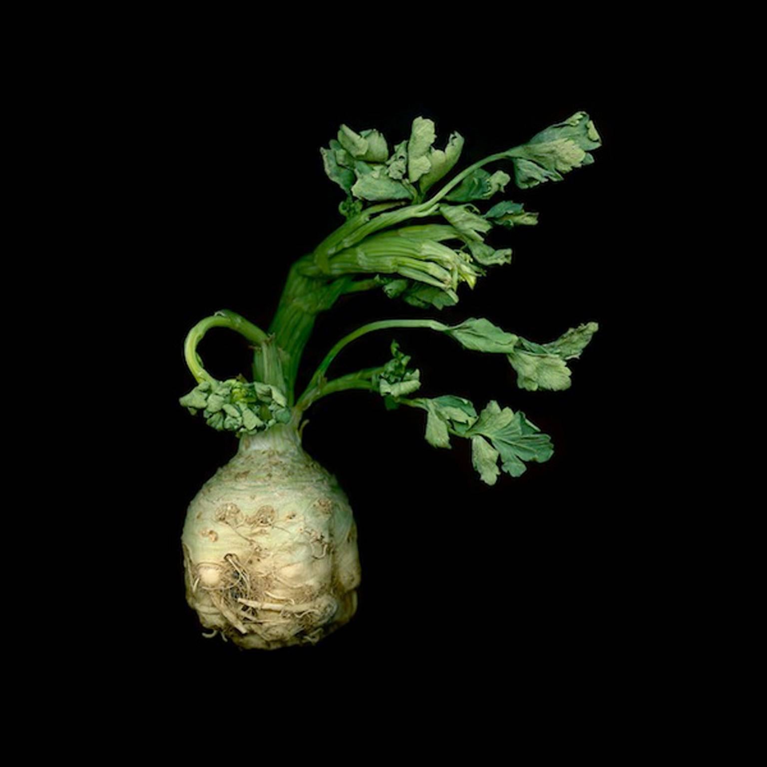 Jerry Freedner Still-Life Photograph - Celeriac 116 (Food Still Life Photograph of Green Vegetable on Black Background)