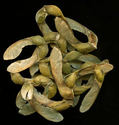 Maple Seed (Plant Still Life Photograph of Brown Seeds on Black Background)