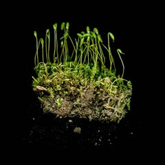 Moss and Lichen 23 (Modern Green Plant Still Life Photo on Black Background)