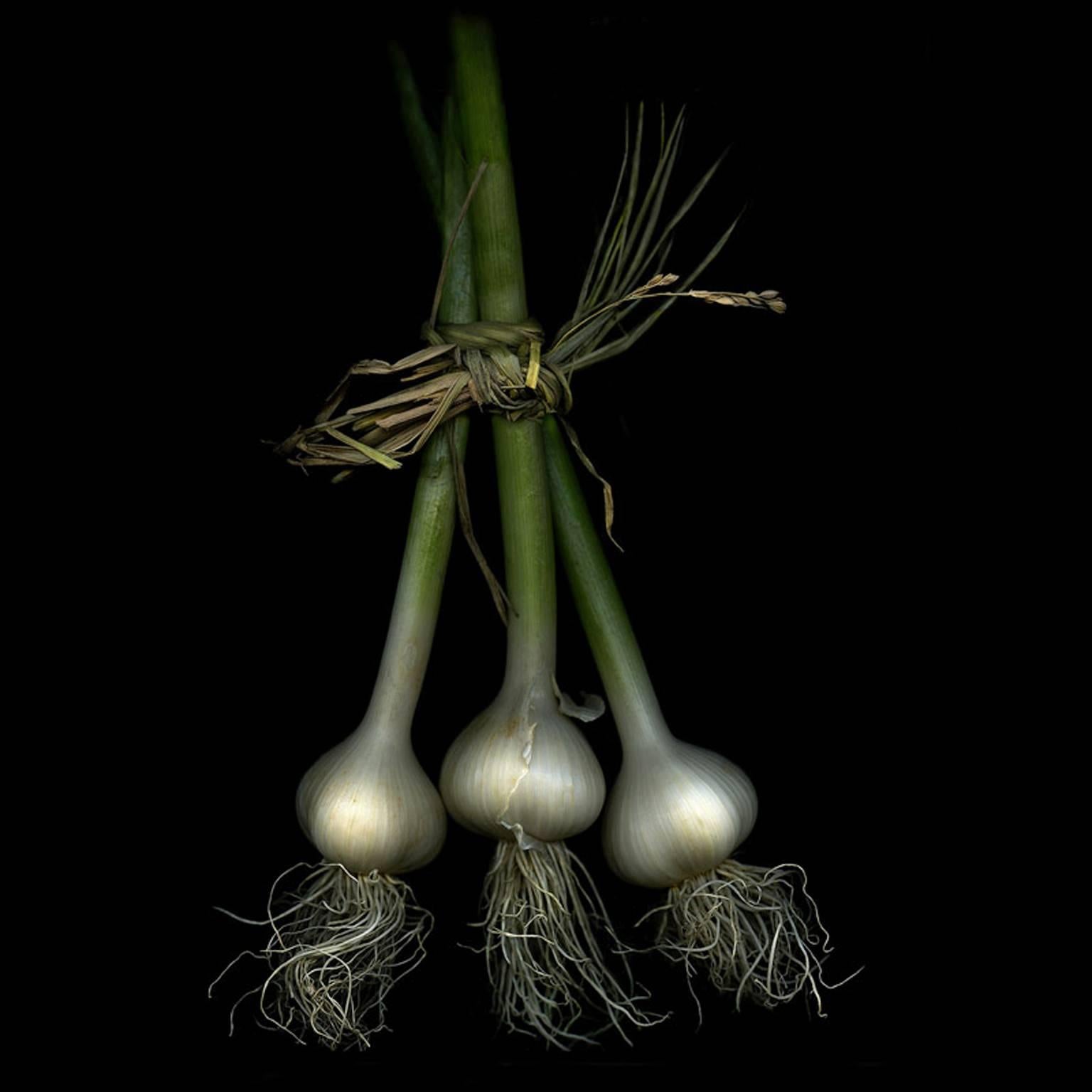 Jerry Freedner Still-Life Photograph - Three Garlic (Modern Vegetable Still Life Photograph of White & Green Garlic)