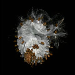 Milkweed (Photographie moderne de nature morte végétale d'une alvéolière blanche et brune sur noir)