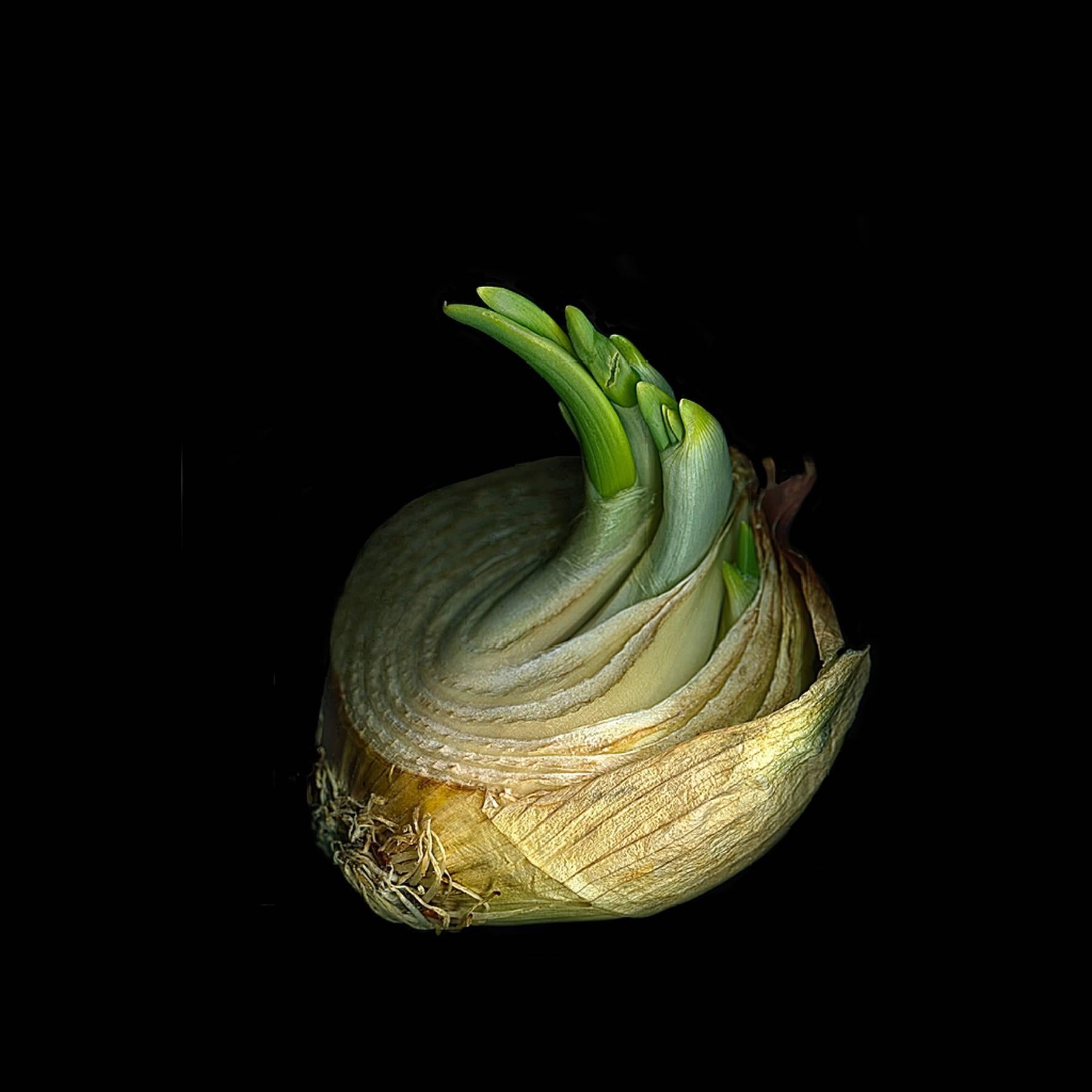 Jerry Freedner Still-Life Photograph - Onion 1 (Vegetable Still Life Photograph of Green Bulb on Black Background)