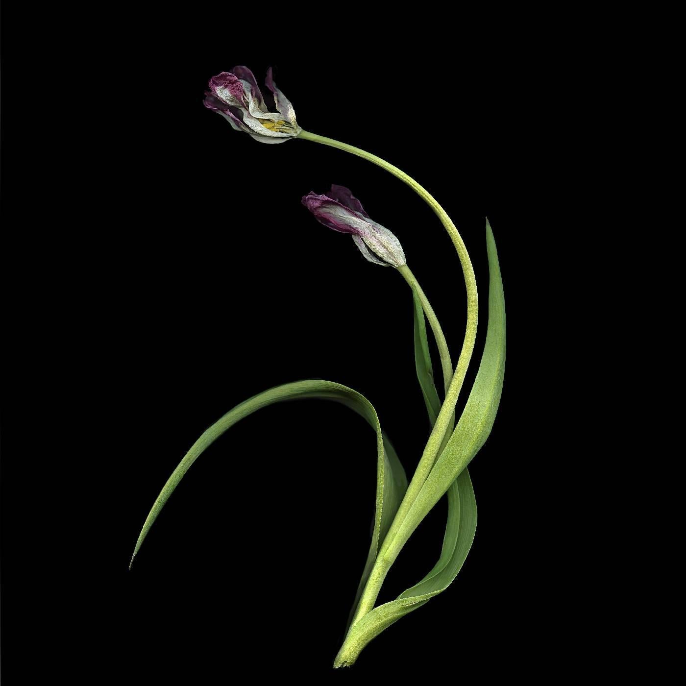 Jerry Freedner Still-Life Photograph - Tulip 1 (Pink & Green Floral Still Life Photograph on Black Background)