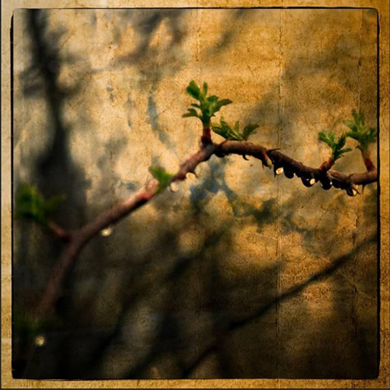 Jerry Freedner Landscape Photograph - Thorns