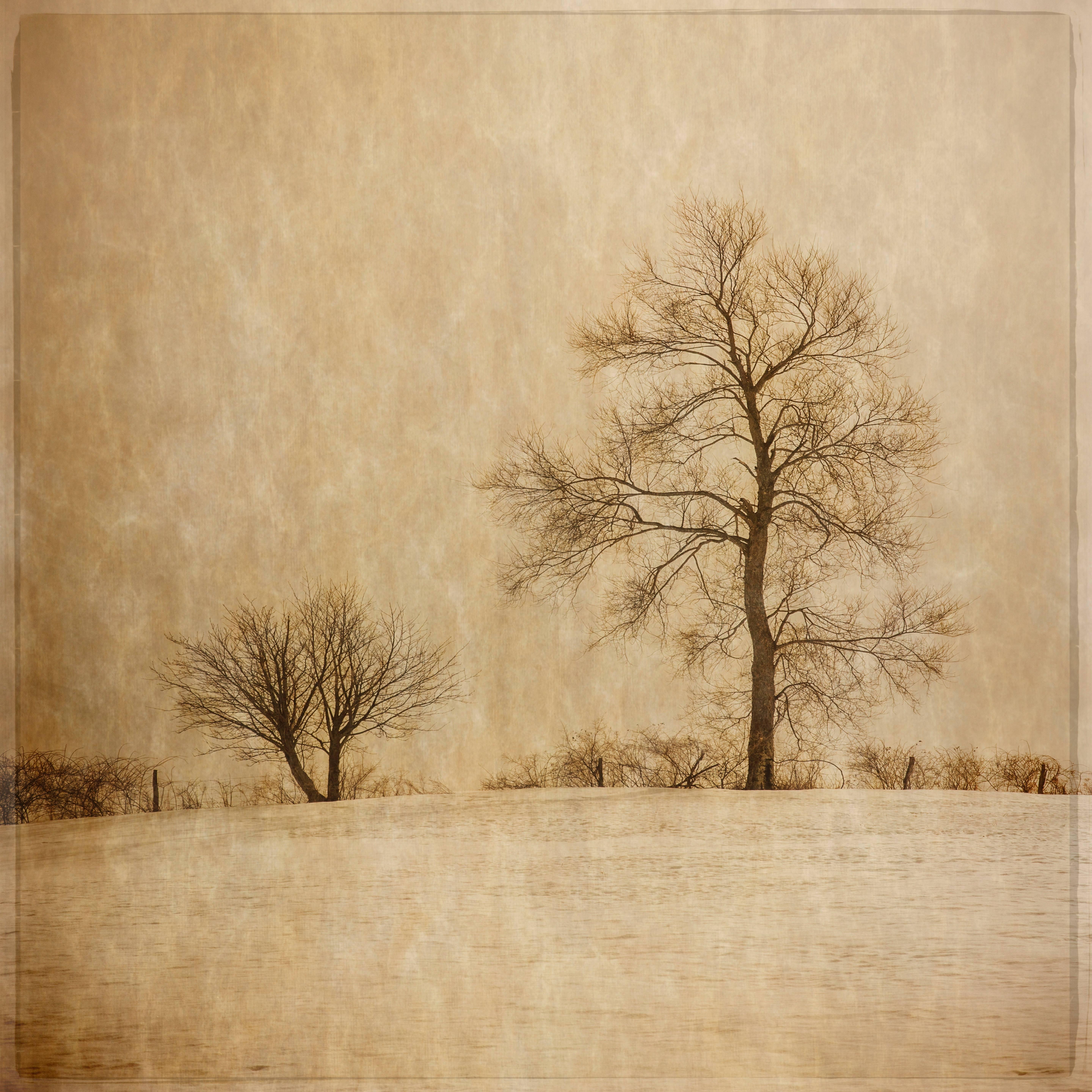 Winter Farm Fields (Vintage Style Sepia Toned Landscape Photograph of Trees)