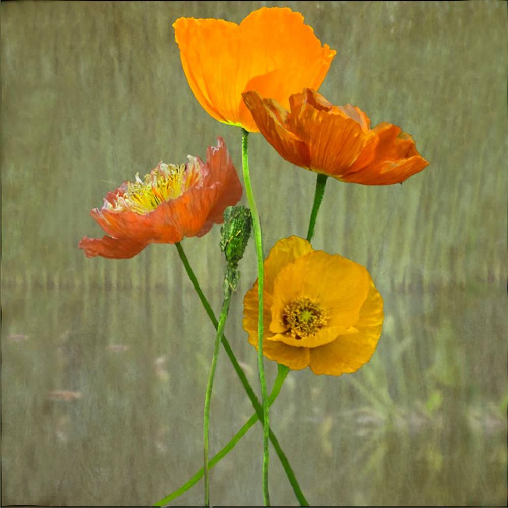 Jerry Freedner Color Photograph - Poppies (Floral Color Still Life Photograph of Orange Poppy Flowers on Green)