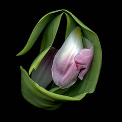 Tulip Construct 021 (Modern Flower Still Life Photograph of Pink & Green Tulip)