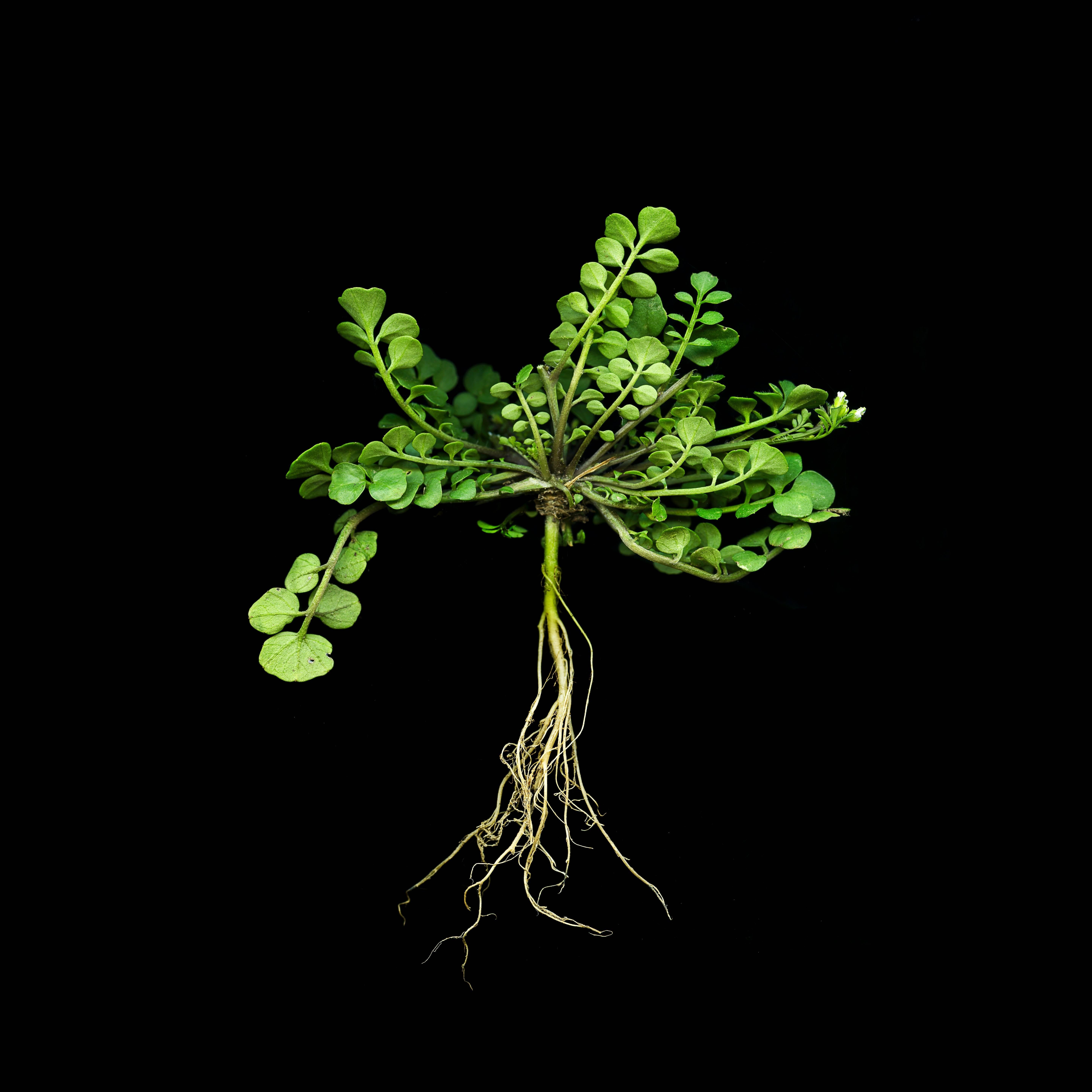 Jerry Freedner Still-Life Photograph - Weed II (Modern Still Life Photograph of Green Plant on Black Background)