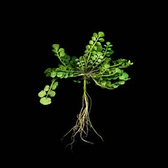 Weed II (Modern Still Life Photograph of Green Plant on Black Background)