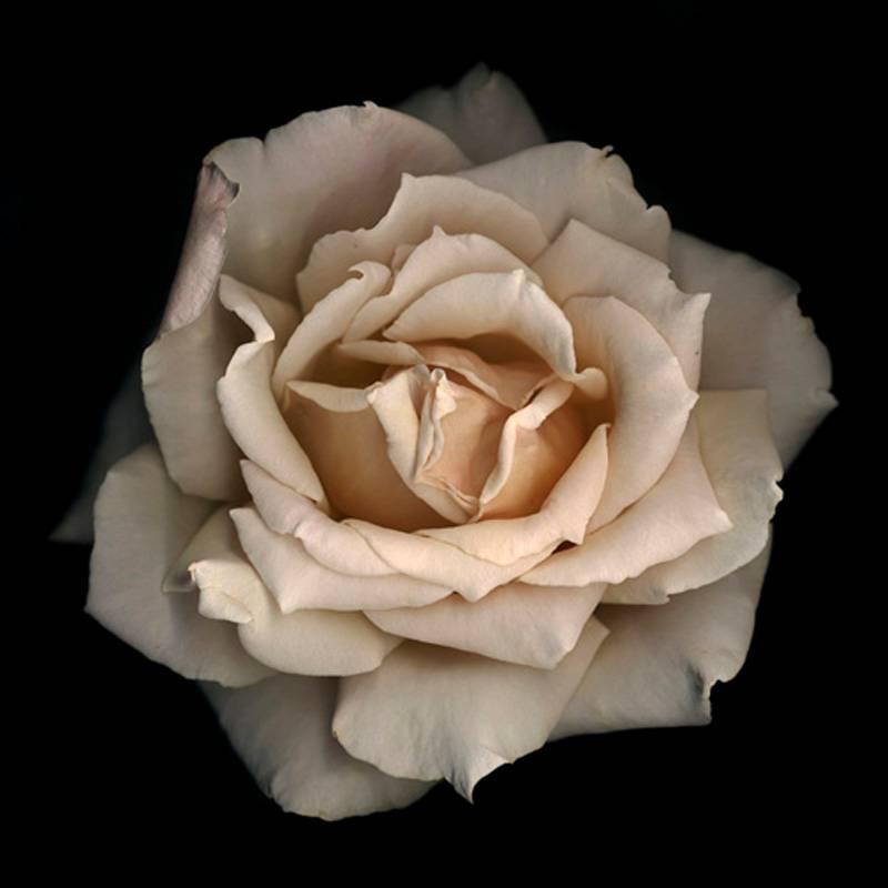 Chad Kleitsch Still-Life Photograph - Number 11 (Black Series) (Off-White Rose on Black Background, Floral Still Life)