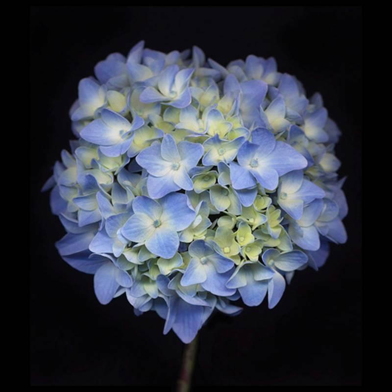 Chad Kleitsch Still-Life Photograph – Nummer 66, Black Series: Zeitgenössisches blaues Hydrangea-Stillleben auf Schwarz