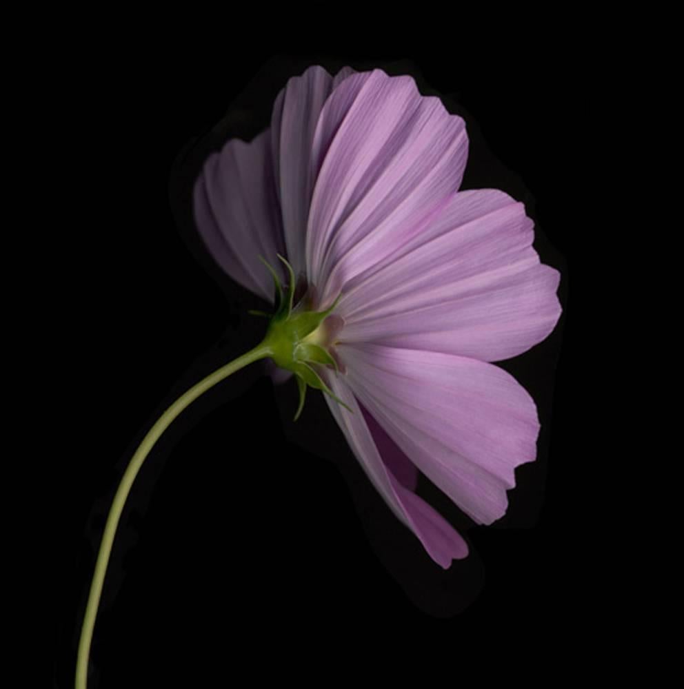 Chad Kleitsch Still-Life Photograph - Number 84, Black Series: Contemporary Purple Flower on Black Background